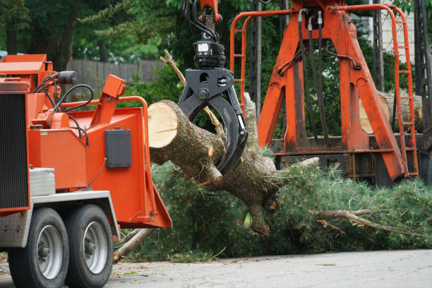 Best Tree Maintenance Programs  in Grissom Af, IN